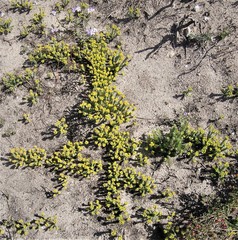 Euphorbia foliosa