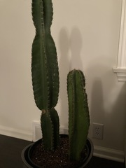 Lophocereus