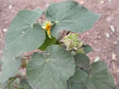 Abutilon grandifolium