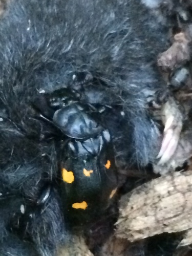 Boreal Burying Beetle photo 3