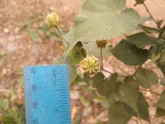 Abutilon grandifolium