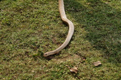 Ptyas mucosa