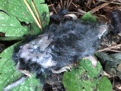 Neurotrichus gibbsii