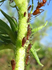 Macrosiphum gaurae