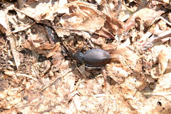 Carabus goryi