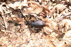 Carabus goryi