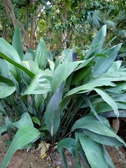 Aspidistra attenuata