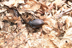 Carabus goryi