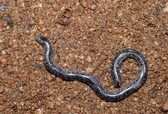 Afrotyphlops schlegelii