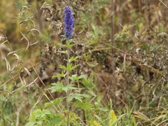 Delphinium retropilosum