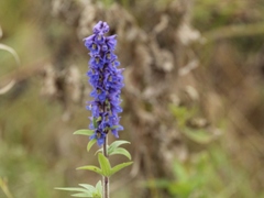 Delphinium retropilosum