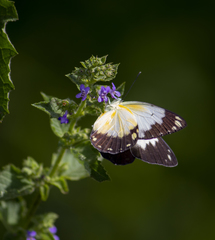 Belenois creona creona