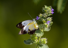 Belenois creona creona