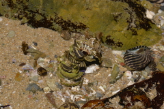 Diopatra dentata