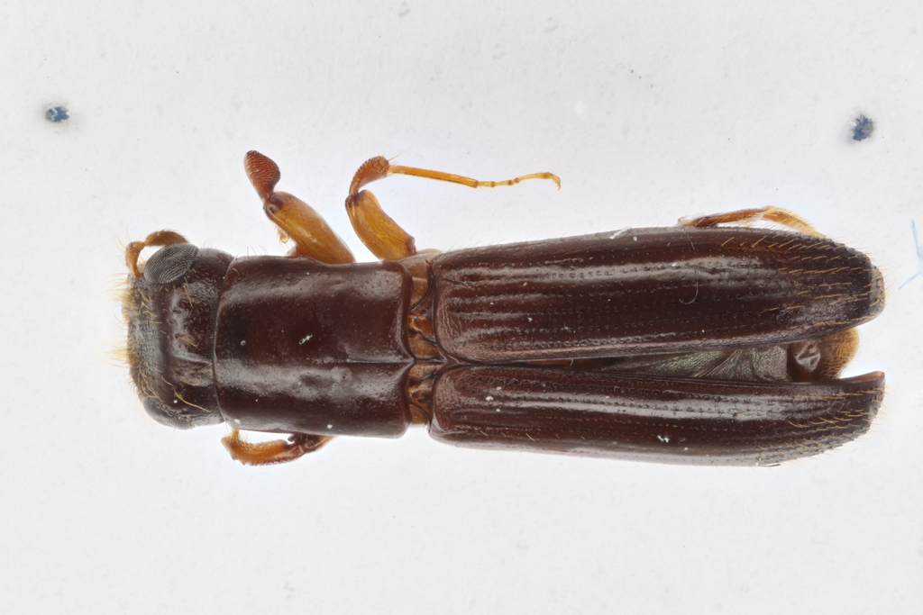 Neotrachyostus