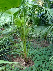 Howea forsteriana