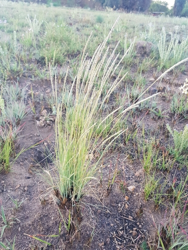 Schizachyrium sanguineum