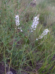 Astragalus melilotoides