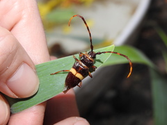 Trachyderes succinctus melzeri