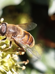 Eristalis tenax
