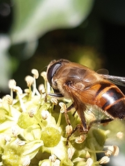 Eristalis tenax