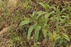 Chromolaena perglabra