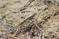 Schistocerca piceifrons