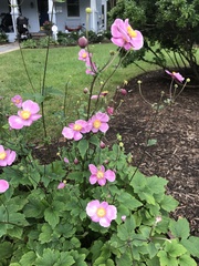 Eriocapitella × hybrida