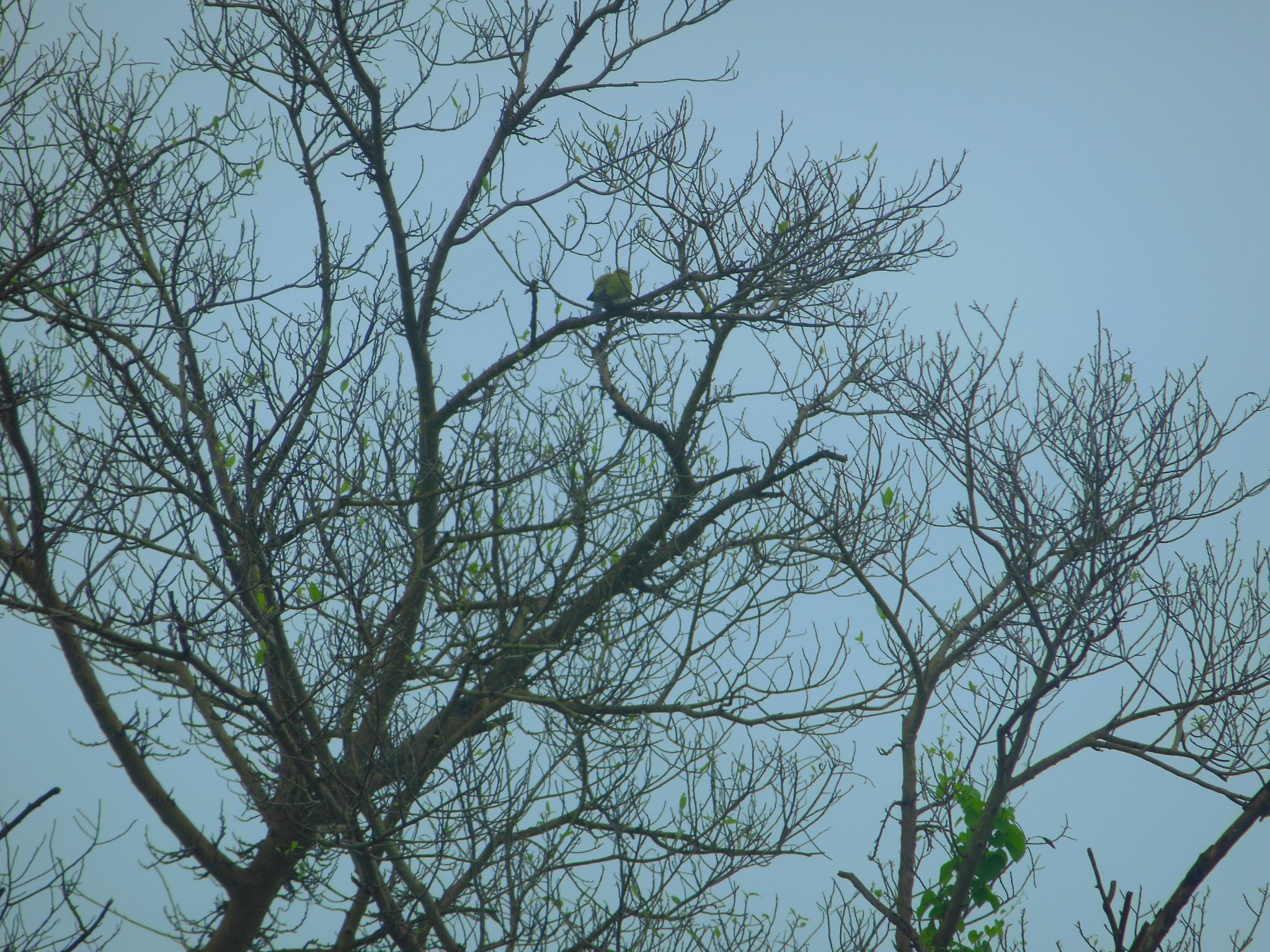 Yellow-footed Green Pigeon