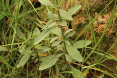 Verbena litoralis