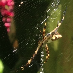 Argiope argentata