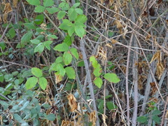 Rubus ulmifolius