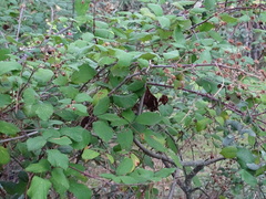 Rubus ulmifolius