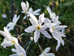 Leucocoryne ixioides