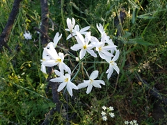 Leucocoryne ixioides