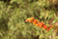 Echeveria bicolor