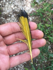 Colaptes auratus auratus