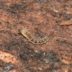 Forcipomyiinae