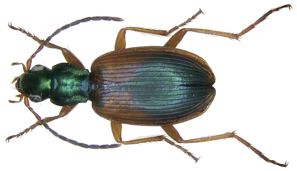 Platynina