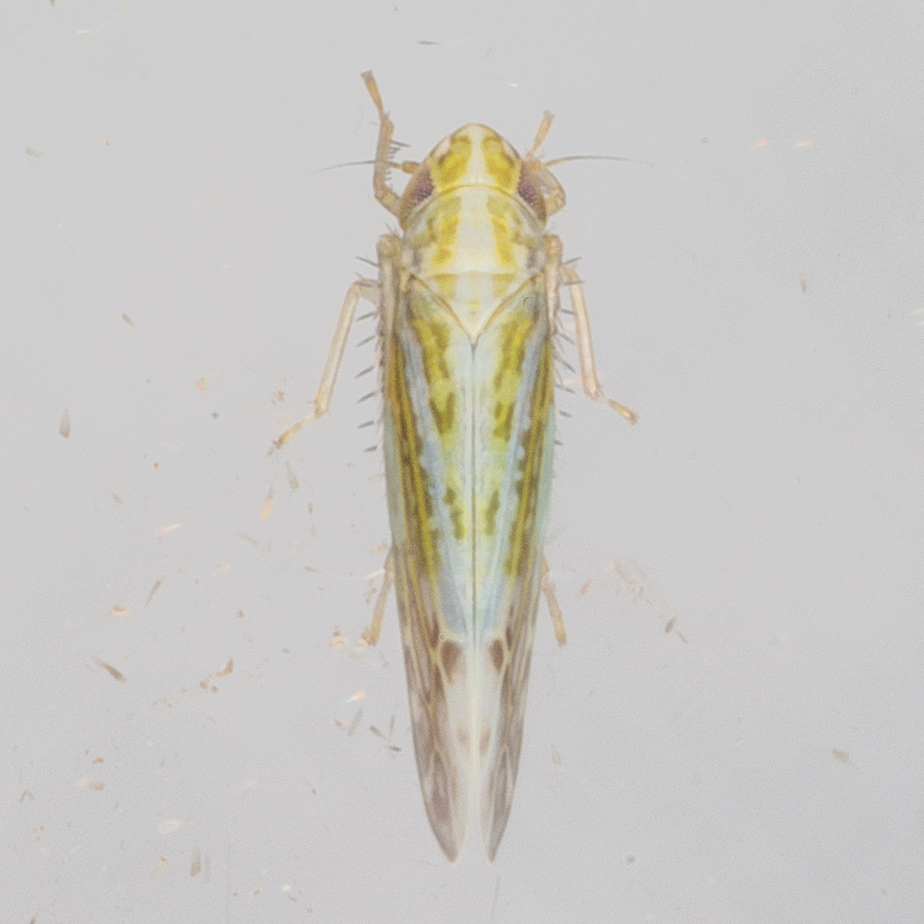 Typhlocybella