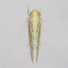 Typhlocybella minima