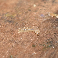 Forcipomyiinae
