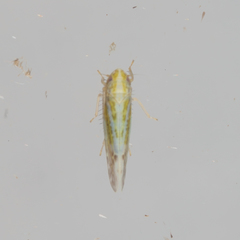 Typhlocybella minima