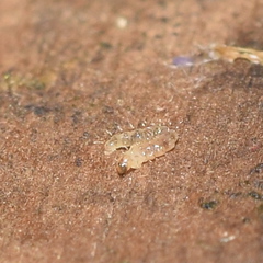 Forcipomyiinae