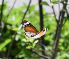 Danaus chrysippus chrysippus