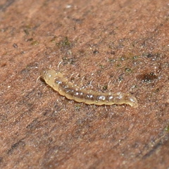 Forcipomyiinae