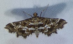 Diasemiopsis leodocusalis