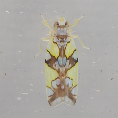 Protalebrella conica