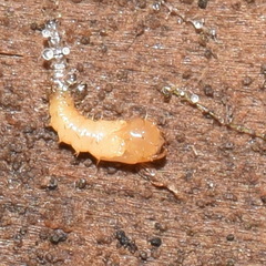 Forcipomyiinae
