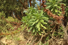 Echeveria bicolor